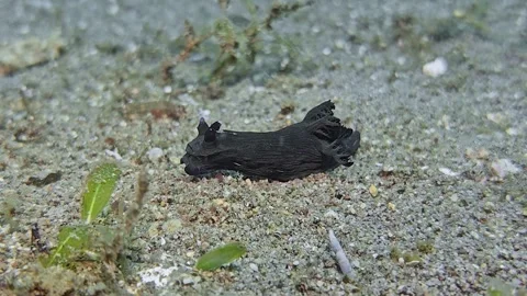 Clam on the sand Stock Footage 340536143
