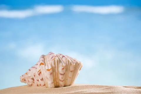 Clam seashell  with ocean , beach and seascape, shallow dof Stock Photos