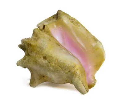 Clam seashell on a white background Stock Illustration
