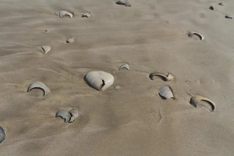 Clam shell on the beach Stock Photos
