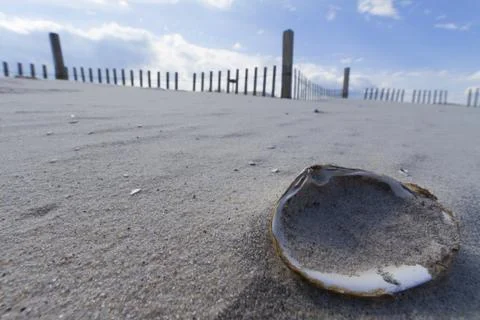 Clam shell on the beach Stock Photos