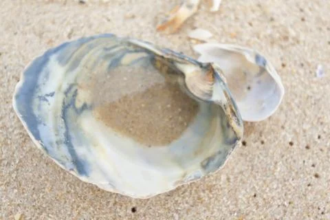 Clam shell on the beach Stock Photos