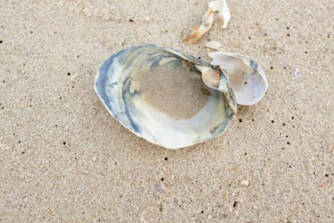 Clam shell on the beach Stock Photos