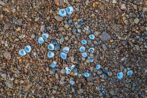 Clam shell on the beach Stock Photos