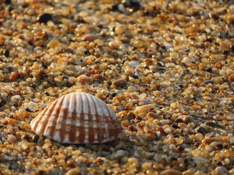 Clam shell on the beach washed away by the waves Stock Photos