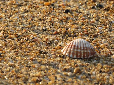 Clam shell on the beach washed away by the waves Фото
