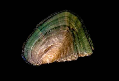 Clam shell on black background Stock Photos