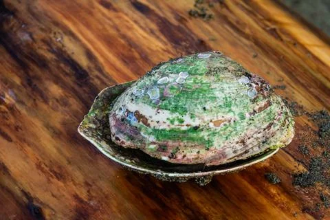 A clam shell covered in algae sitting on a piece of driftwood 写真素材