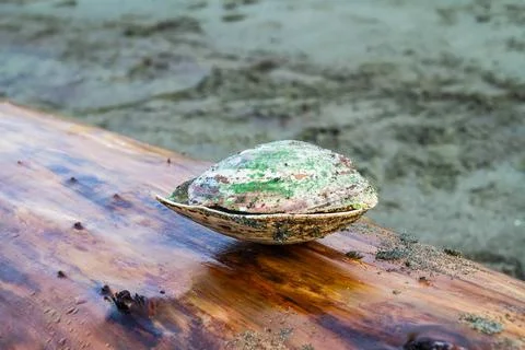 A clam shell covered in algae sitting on a piece of driftwood Photos