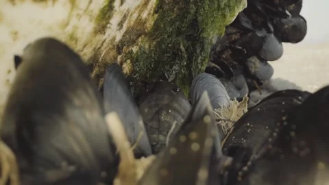 Clam shell fish Stock-Footage 274035103