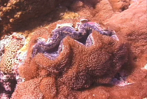 Clam shell  Video stock 275212