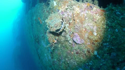 Clam shell Stock Footage 40731667