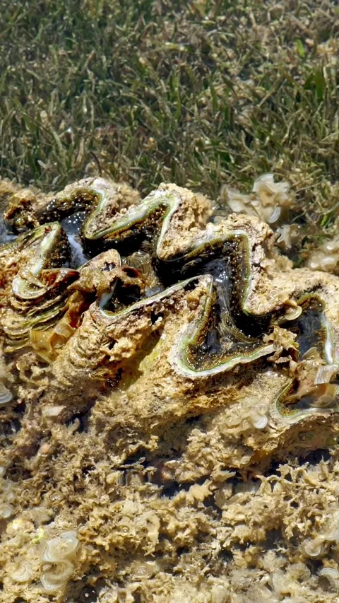Clam shell. low tide. sea bottom. close-up. Single clam shell is in a mule, at Video stock 311995759