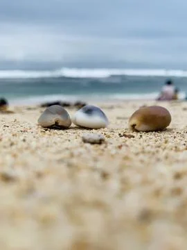 Clam shell Fotos de archivo