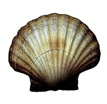Clam shell pop dot comic art  Stock Photos