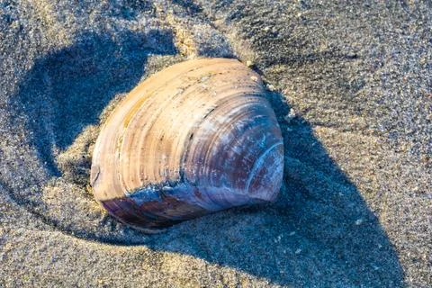 Clam shell on the sand, closeup Stock Photos