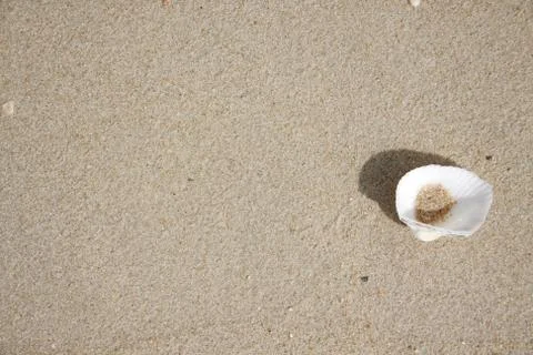Clam shell on sand Stock Photos