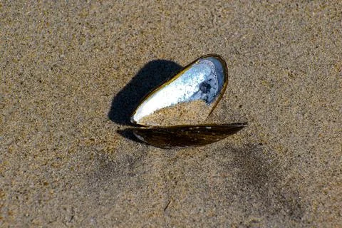 Clam shell in the sand Stock Photos