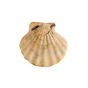 A clam shell on a white isolated background Foto stock