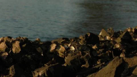 Clam shells and rocks in front of river water Foto stock