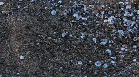 Clam Shells 스톡 동영상 34294870
