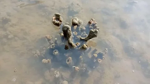Clam shells rest in shallow, sunlit water Stock Footage 347010948