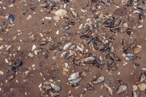 Clam shells in the sand Stock Photos