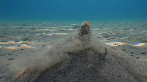 A clam sits under the sand on the sea bottom and digs a house Stock Footage 80648154