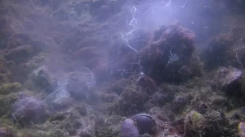 Clam spawning Shot 1 of 2 Stock Footage 21800483