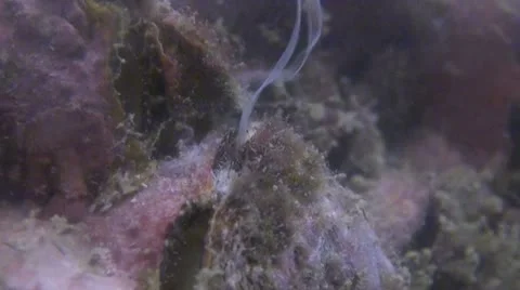 Clam spawning Shot 2 of 2 Stock Footage 21802772