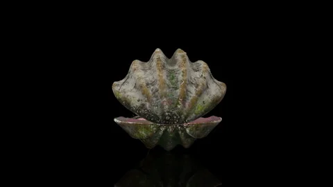 Clam turns on itself loop animation  Stock Footage 243717979