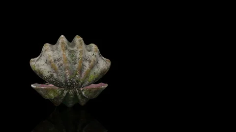 Clam turns on itself loop animation  Stock Footage 243717994