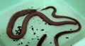 Clam worm (Nereis virens). Bait for fishing HD Footage