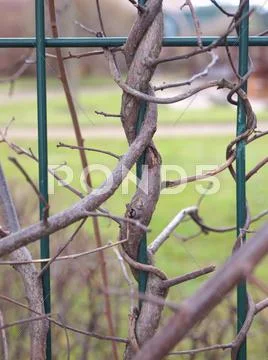 Clambering plant Stock Photos
