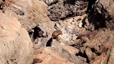 Clambering Seal Видео 130587404