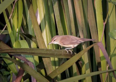 Clamorous reed warbler Stock Photos