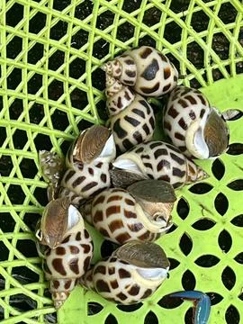 Clams in a basket Foto stock
