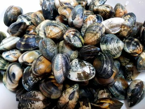 Clams close up Stock Photos