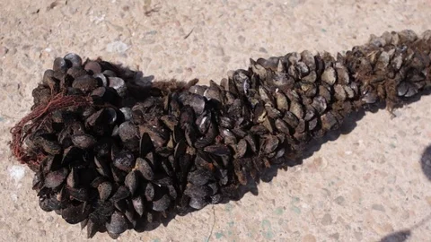 Clams Stock Footage 122737312