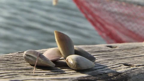 Clams in the foreground on the edge of a boat Stockbeeldmateriaal 81224985