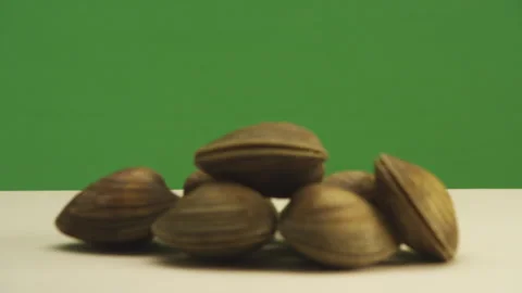 Clams on greenscreen for cooking show, shellfish allergy Stock Footage 146361438