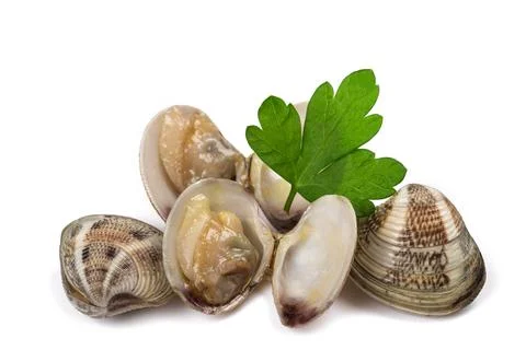 Clams group Stock Photos