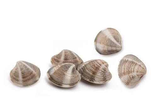Clams group Stock Photos