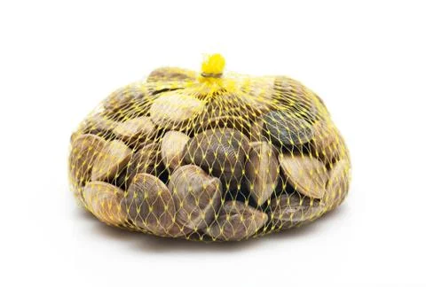 Clams isolated Stock Photos