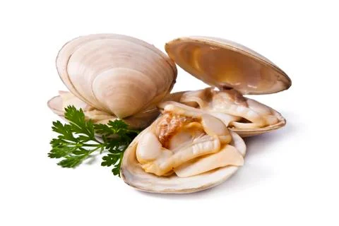 Clams isolated on white background Foto stock