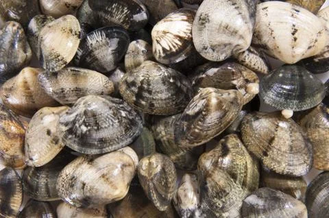 Clams mollusk Stock Photos