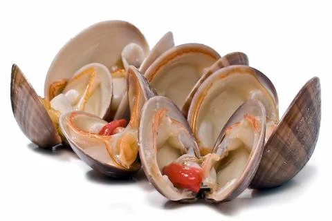 Clams over white. Stock Photos