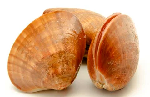 Clams Stock Photos
