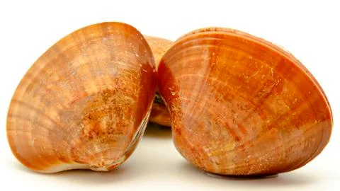 Clams Stock Photos