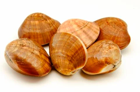 Clams Stock Photos